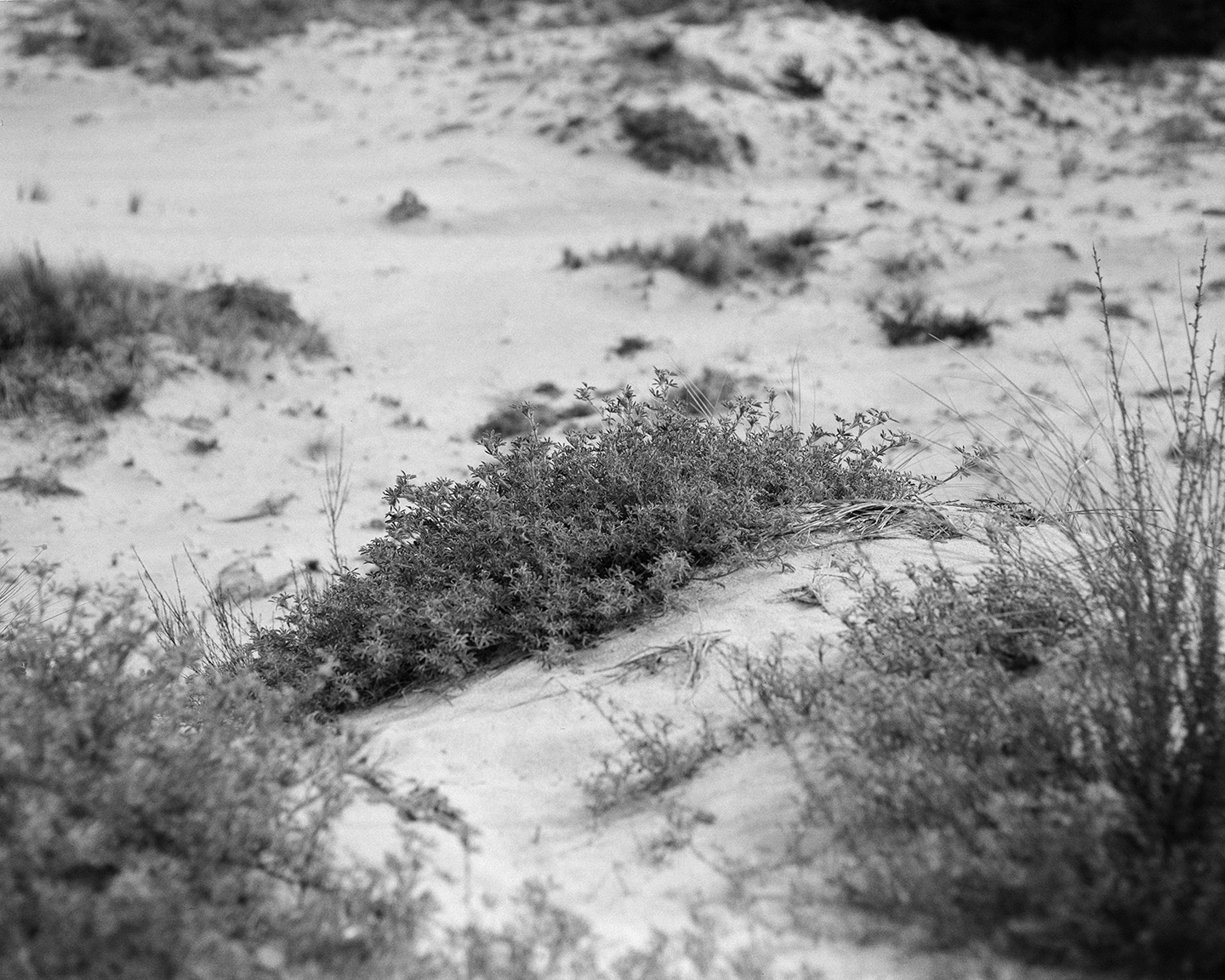 Oregon Dunes B&W